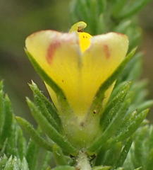 Aspalathus asparagoides asparagoides