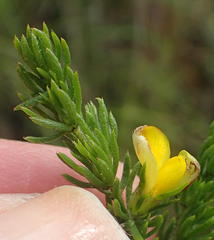 Aspalathus asparagoides asparagoides