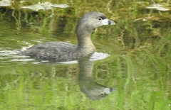 Podilymbus podiceps