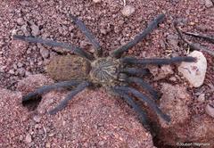 Pterinochilus lapalala