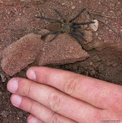 Pterinochilus lapalala