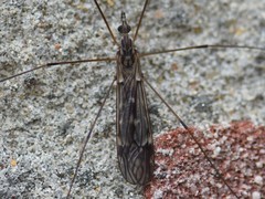 Tipula confusa