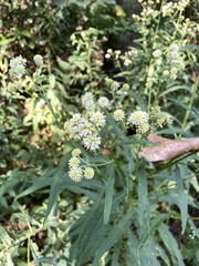 Verbesina walteri