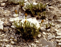 Thelesperma subnudum