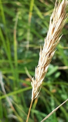 Elymus curvatus