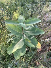 Asclepias syriaca