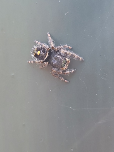 Bold Jumping Spider photographed in West Virginia