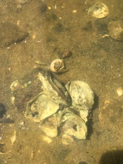 Crassostrea virginica