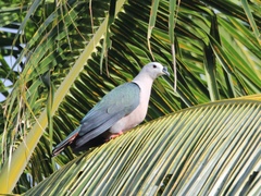 Ducula pacifica