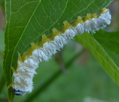 Macremphytus tarsatus