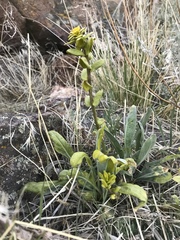 Phoenicaulis cheiranthoides