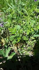 Chaerophyllum procumbens