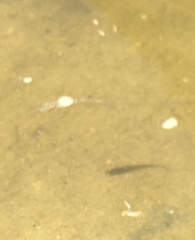 Cyprinodon variegatus