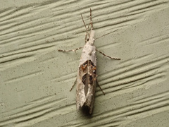 Ypsolopha asperella
