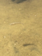 Cyprinodon variegatus