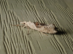 Ypsolopha asperella