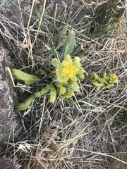 Phoenicaulis cheiranthoides