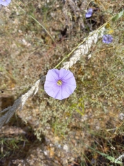 Ipomoea ternifolia