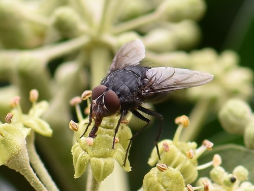 Orange-bearded Bluebottle Fly, Groesbeek, Nederland, photo 8 of 10
