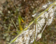 Ipomoea ternifolia