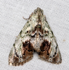 Enchesphora recurvalis