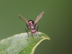 Nemopoda nitidula