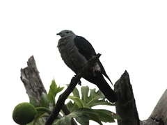 Ducula pacifica