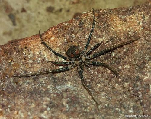 Hanover Long Spinnered Ground Spider (Tyrotama australis) · iNaturalist