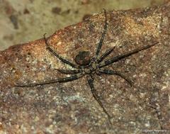 Tyrotama australis