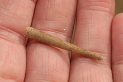 Pectinaria