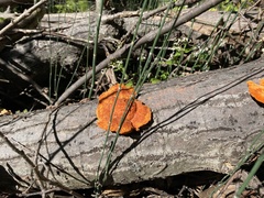 Fungi