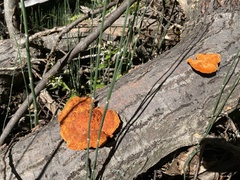 Fungi