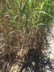 Arundo donax
