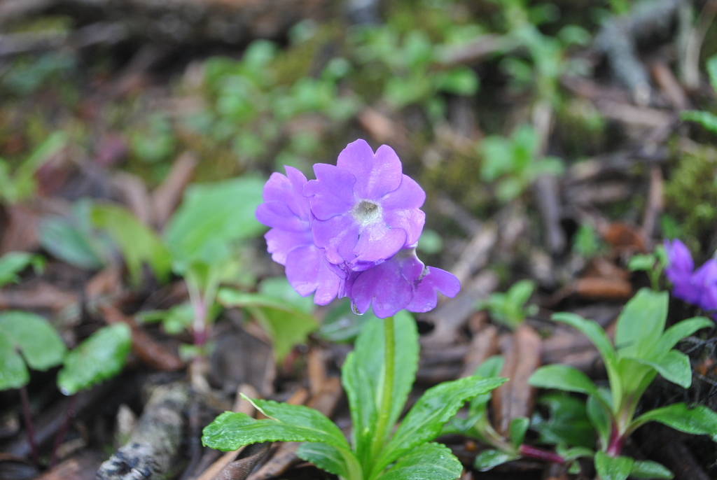 Primula calliantha