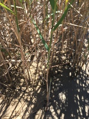 Arundo donax