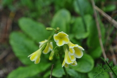 Primula biserrata