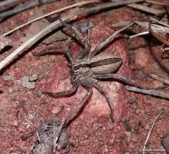 Pseudomicrommata longipes