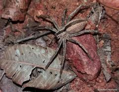 Pseudomicrommata longipes