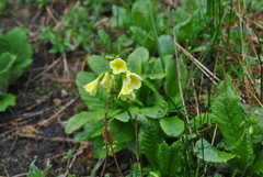 Primula biserrata