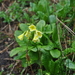 Primula biserrata - Photo (c) ed_shaw, alguns direitos reservados (CC BY-NC)