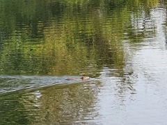 Myocastor coypus