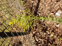 Solidago altissima