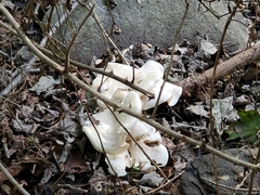 Clitocybe phyllophila
