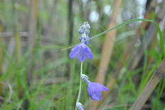 Primula spicata