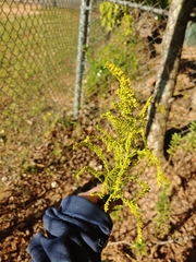Solidago altissima