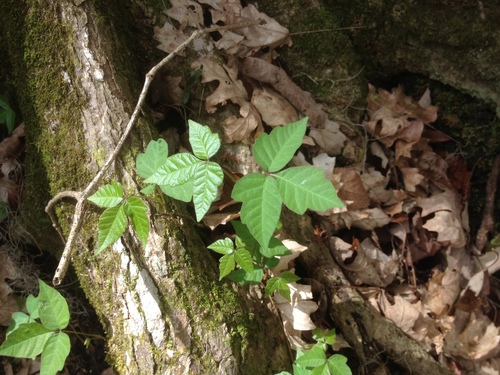 Toxicodendron radicans image