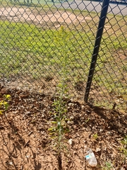 Solidago altissima