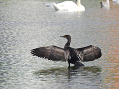 Phalacrocorax carbo