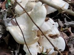 Clitocybe phyllophila