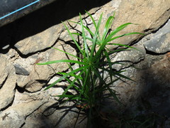 Cyperus alternifolius subsp. flabelliformis image